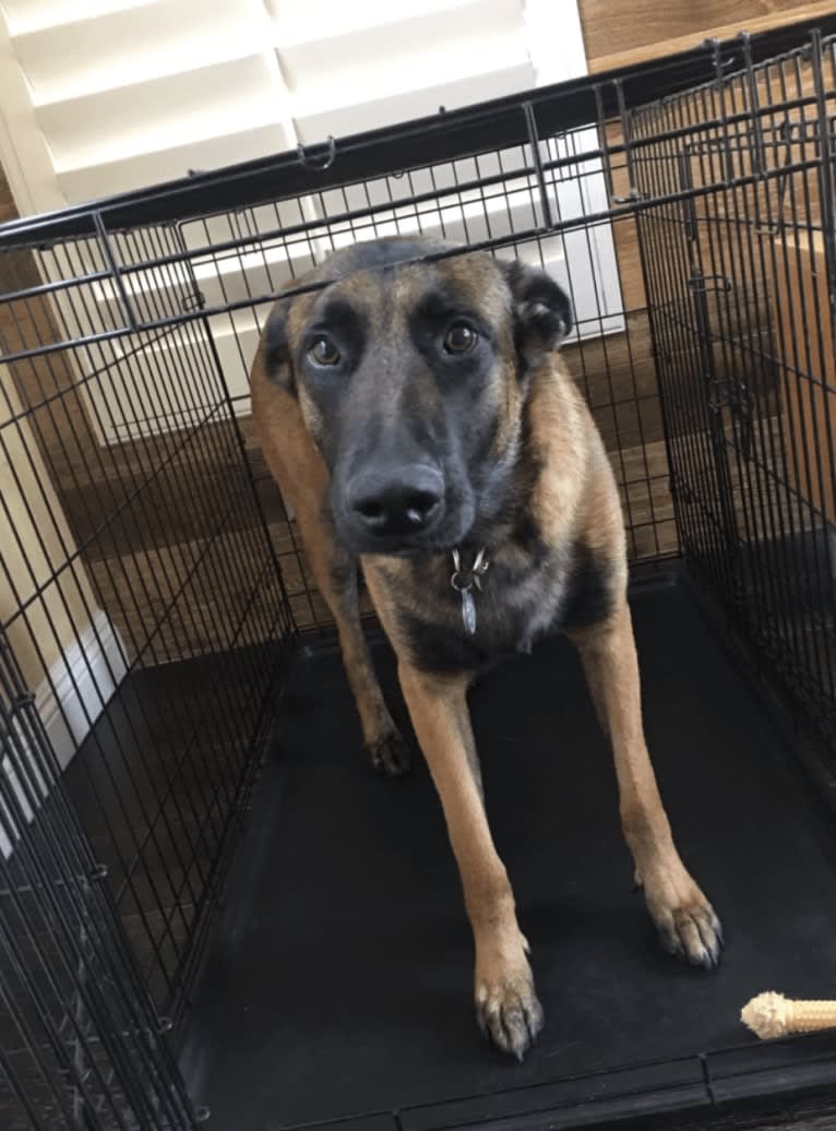 Oden, a Belgian Shepherd tested with EmbarkVet.com