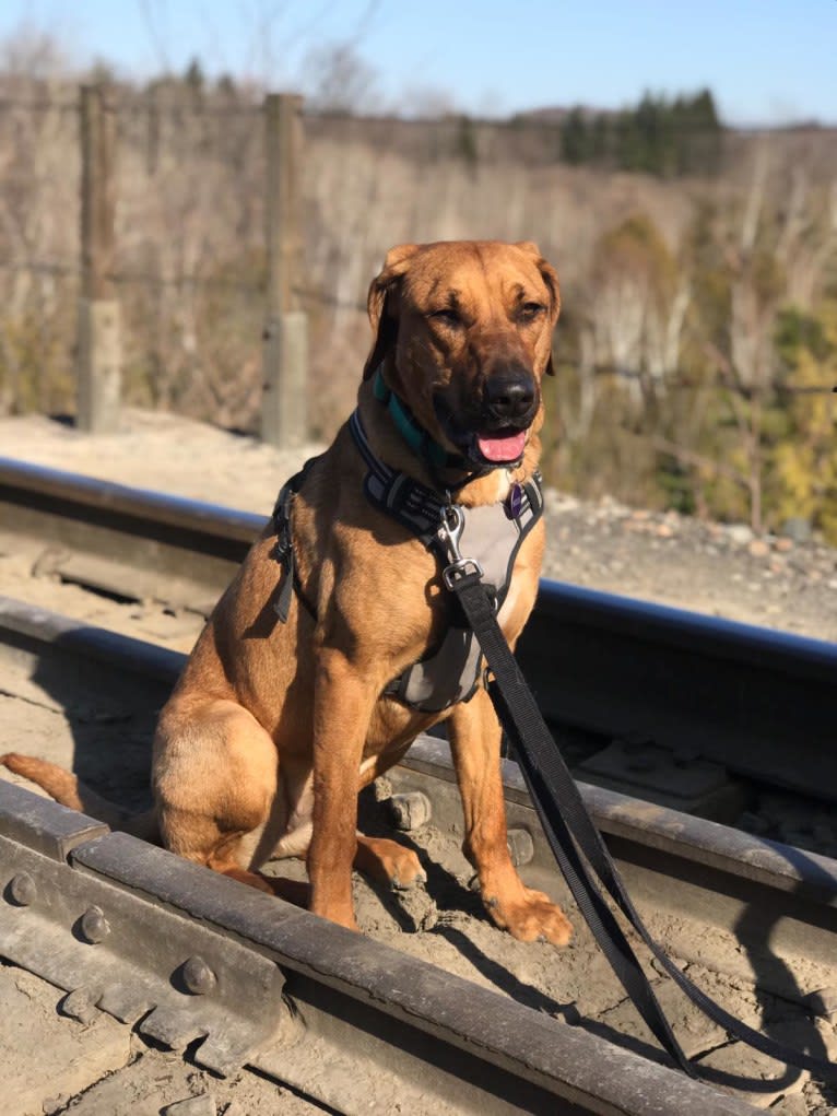 Mocha, a Labrador Retriever and Catahoula Leopard Dog mix tested with EmbarkVet.com