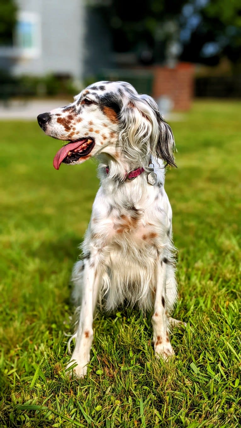 Molly, an English Setter tested with EmbarkVet.com