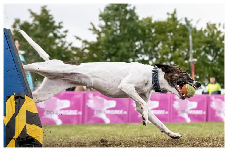 Dice, a Whippet and Border Collie mix tested with EmbarkVet.com