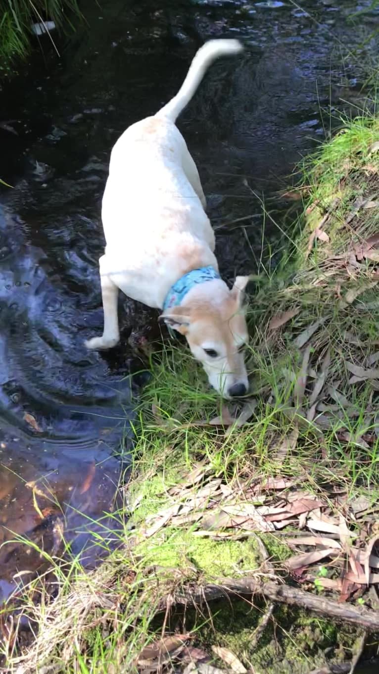 Freya, an Australian Cattle Dog and Koolie mix tested with EmbarkVet.com