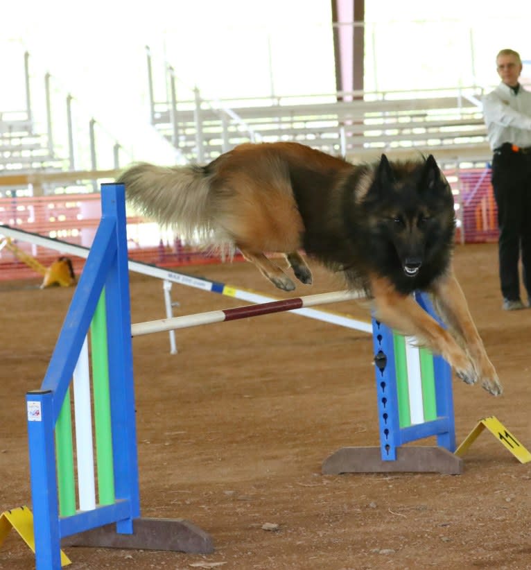 Niko, a Belgian Shepherd tested with EmbarkVet.com