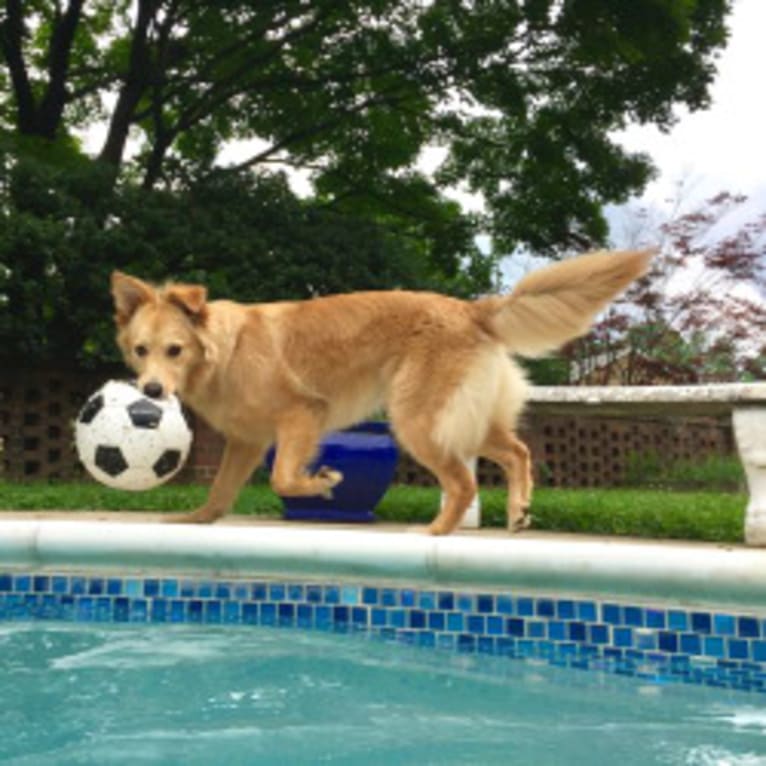 Sadie, a German Shepherd Dog and Golden Retriever mix tested with EmbarkVet.com