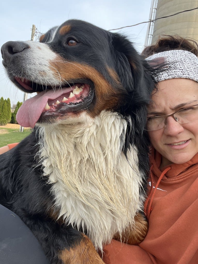 Milo, a Bernese Mountain Dog tested with EmbarkVet.com