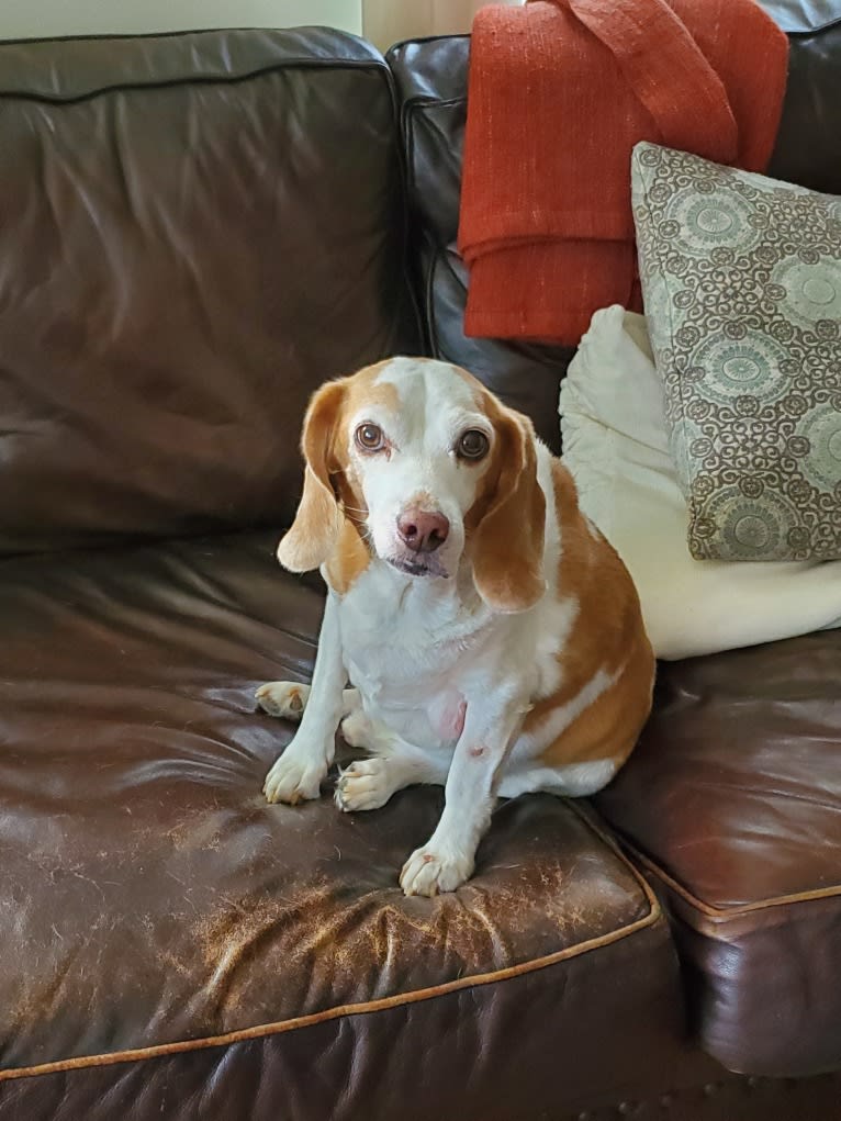 Tucker, a Beagle tested with EmbarkVet.com