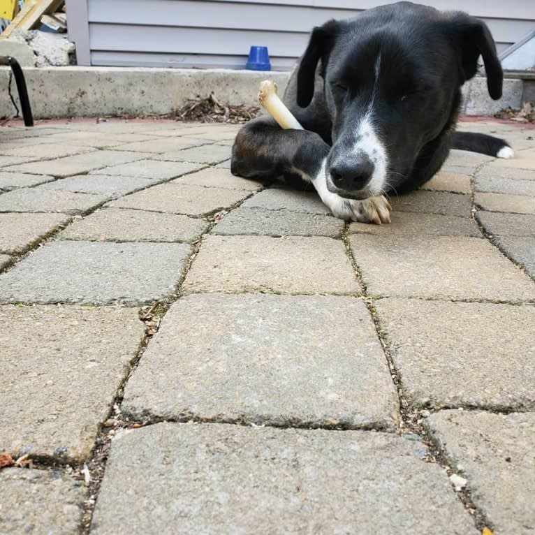 Willie Nelson, a Siberian Husky and American Pit Bull Terrier mix tested with EmbarkVet.com