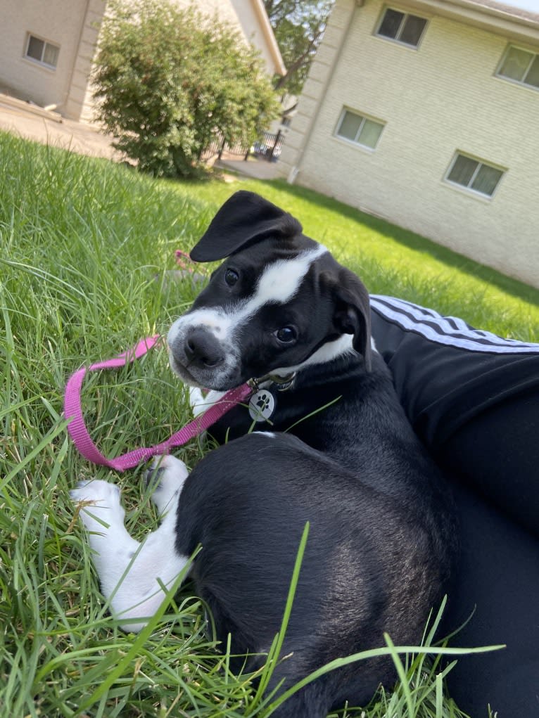 Jax, a Beagle and American Pit Bull Terrier mix tested with EmbarkVet.com