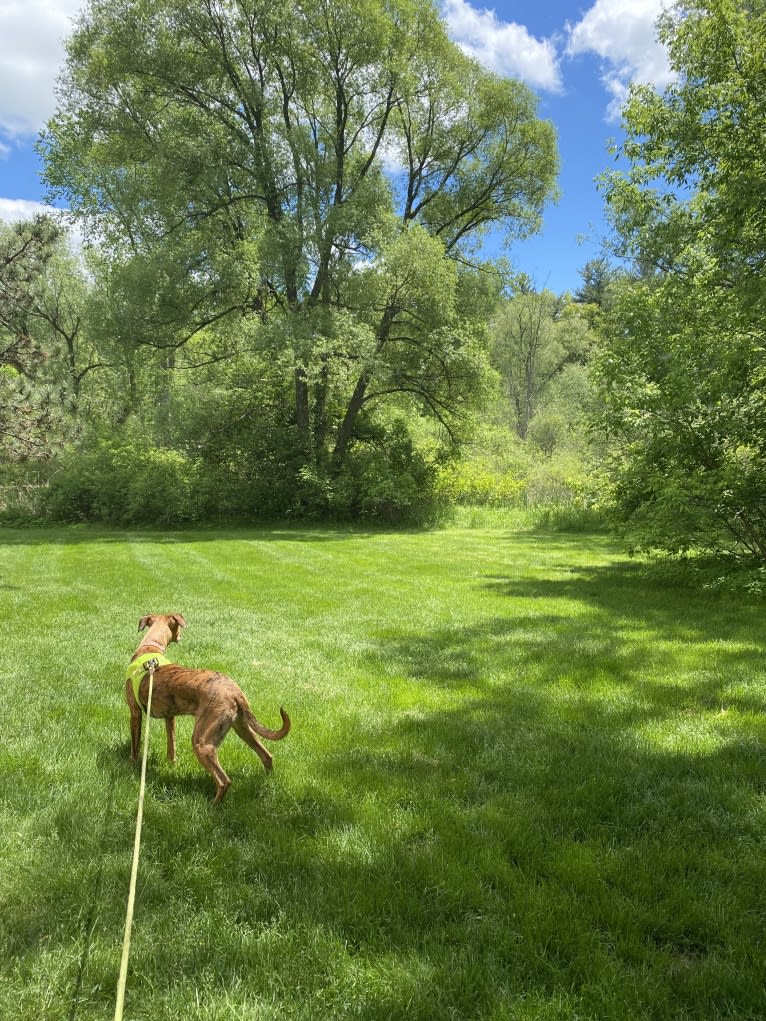 Lyza, a Catahoula Leopard Dog and American Pit Bull Terrier mix tested with EmbarkVet.com