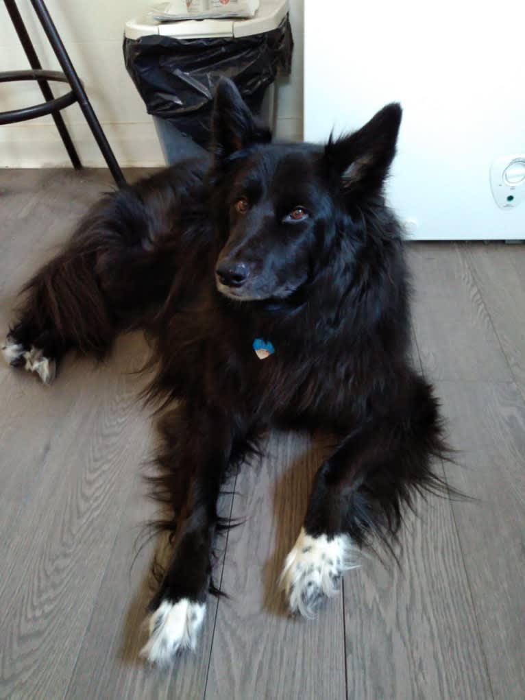 Kelly, a Border Collie and Canadian Eskimo Dog mix tested with EmbarkVet.com