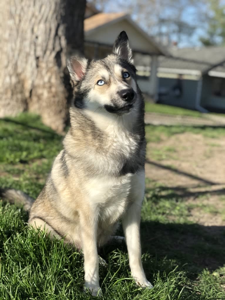 Nova May, a Pomsky tested with EmbarkVet.com