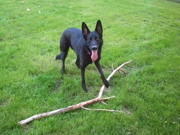 Roxy, a German Shepherd Dog tested with EmbarkVet.com