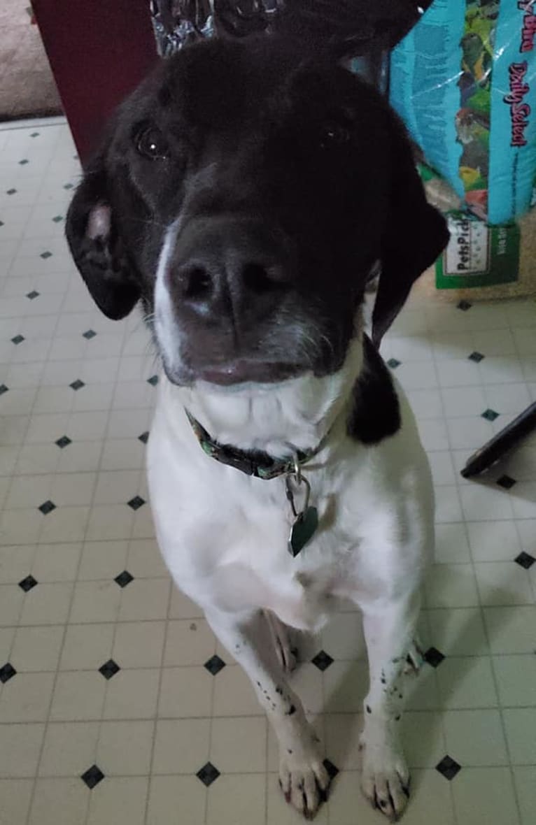 Rufus, an American Pit Bull Terrier and German Shorthaired Pointer mix tested with EmbarkVet.com