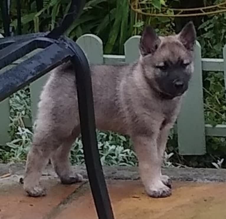 ALYS, a Norwegian Elkhound tested with EmbarkVet.com