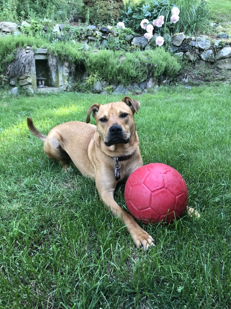 Kent, an American Pit Bull Terrier and Boxer mix tested with EmbarkVet.com