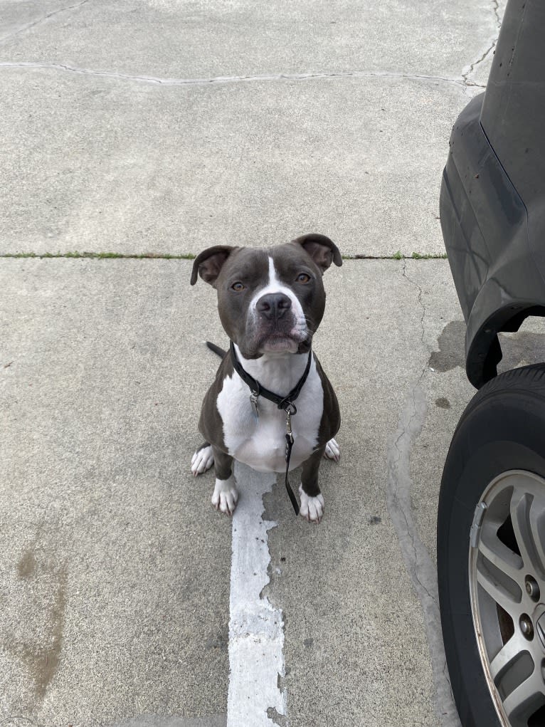 MaSiWei, an American Bully tested with EmbarkVet.com