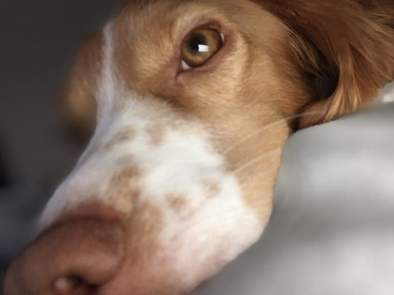 Rusty, a Brittany and Beagle mix tested with EmbarkVet.com