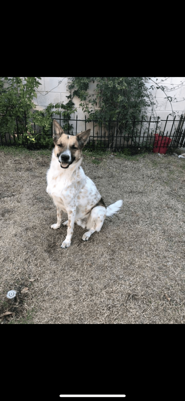 Teddy, a German Shepherd Dog and Doberman Pinscher mix tested with EmbarkVet.com