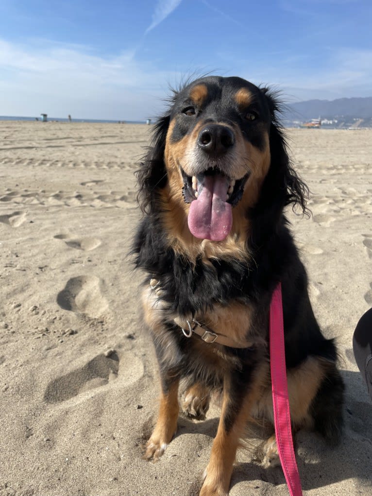 Roux, an Australian Cattle Dog and Chihuahua mix tested with EmbarkVet.com