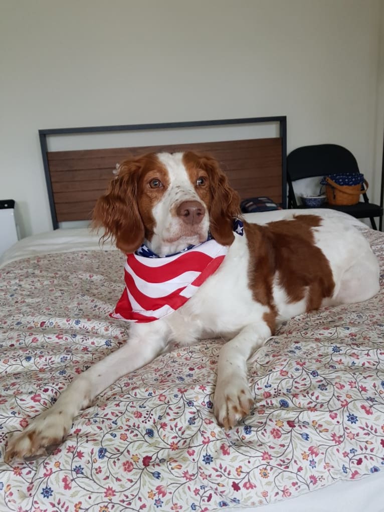 Autumn, a Brittany tested with EmbarkVet.com