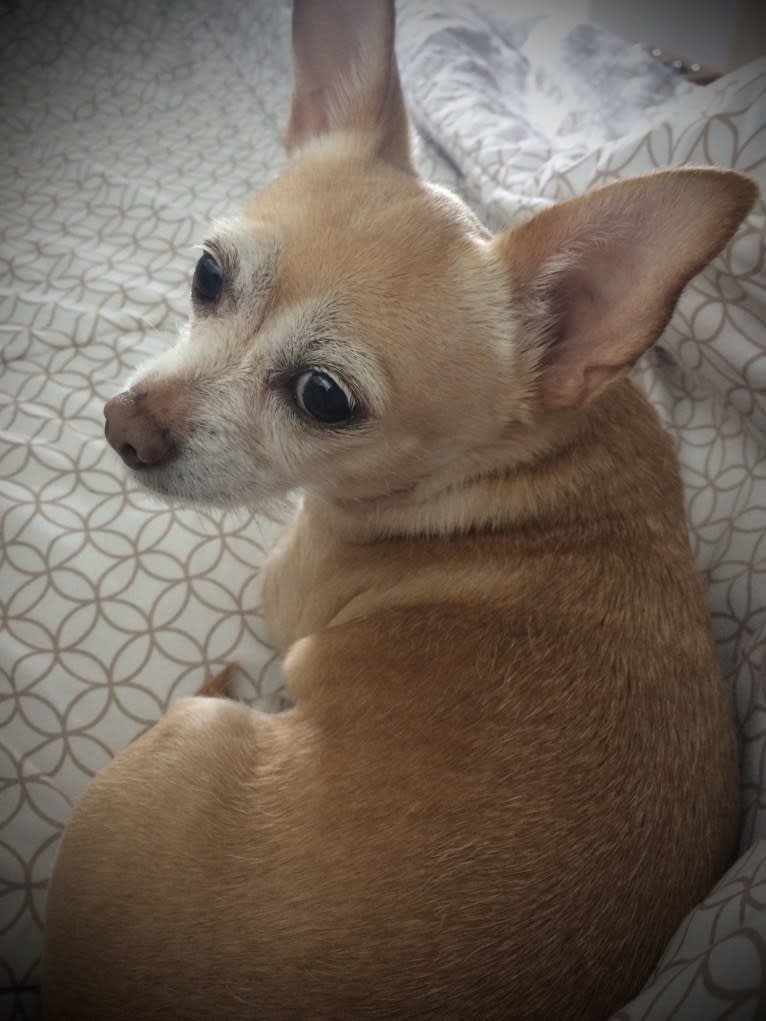 Rylie, a Chihuahua tested with EmbarkVet.com