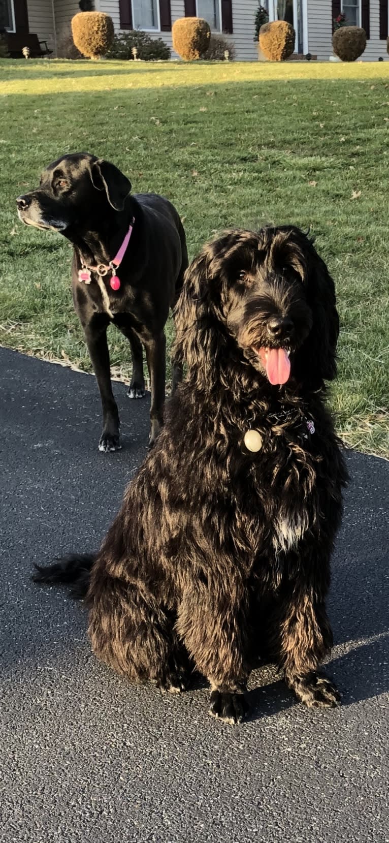 Juno, a Poodle (Standard) and English Cocker Spaniel mix tested with EmbarkVet.com