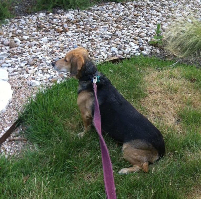 Polly, a Basset Hound and Weimaraner mix tested with EmbarkVet.com