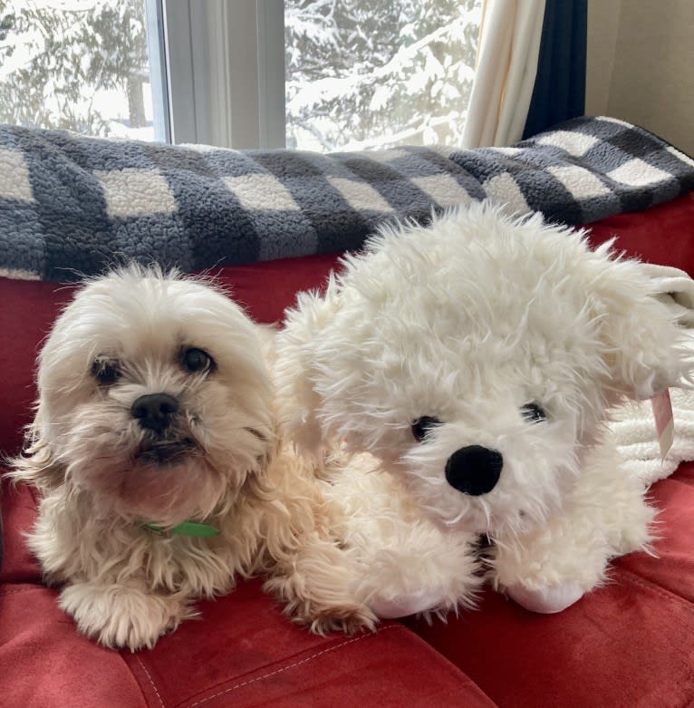 Ziggy Stardust, a Lhasa Apso and Shih Tzu mix tested with EmbarkVet.com