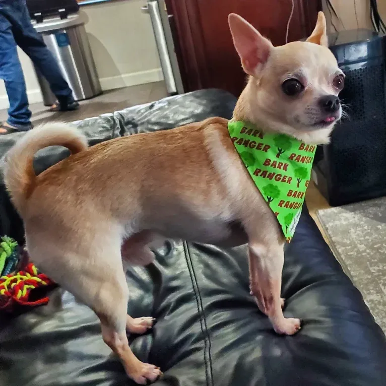 Boomer, a Chihuahua and Rat Terrier mix tested with EmbarkVet.com