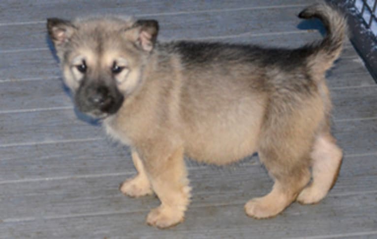 Leviathan, an Alaskan Malamute and German Shepherd Dog mix tested with EmbarkVet.com