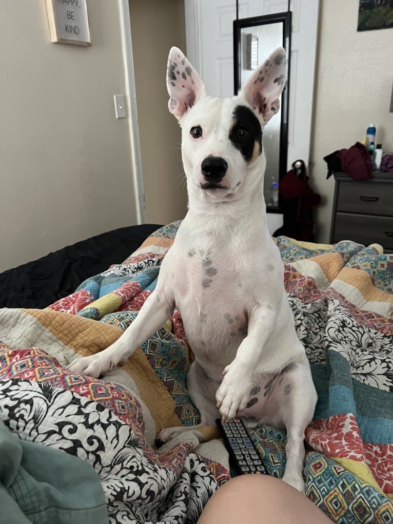 Alfredo, a Rat Terrier and Russell-type Terrier mix tested with EmbarkVet.com