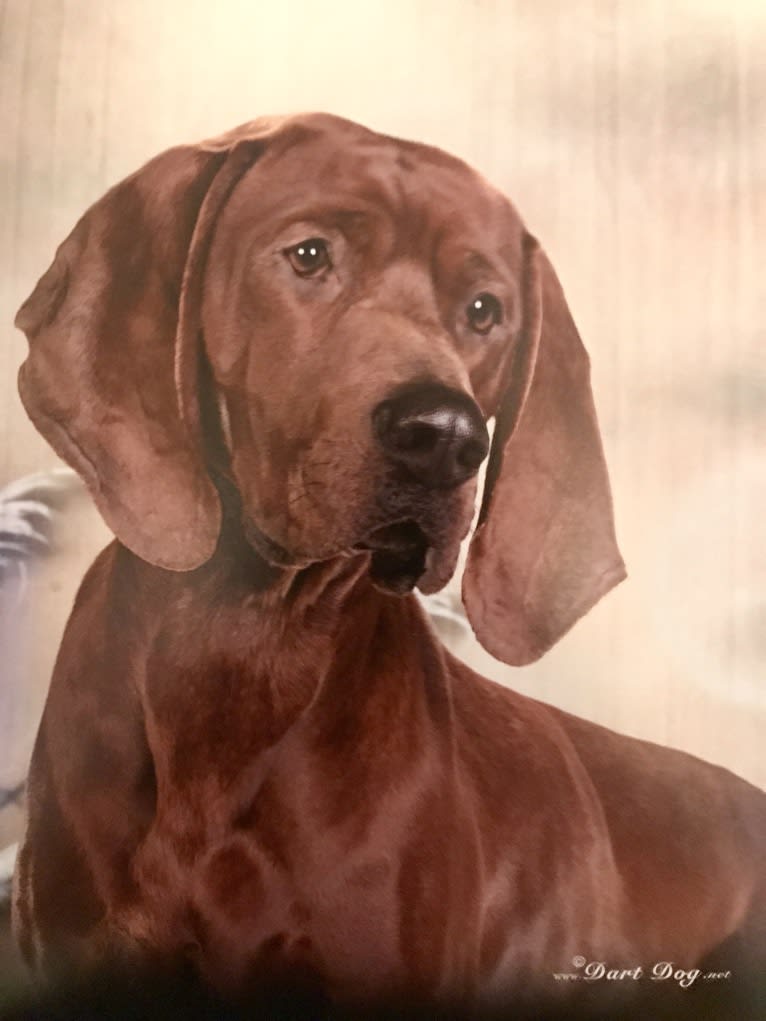 Toretto, a Redbone Coonhound tested with EmbarkVet.com