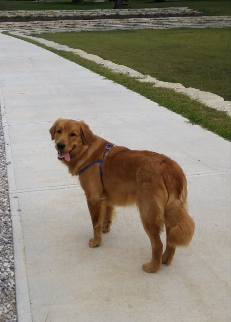 Pierre-luc, a Golden Retriever tested with EmbarkVet.com