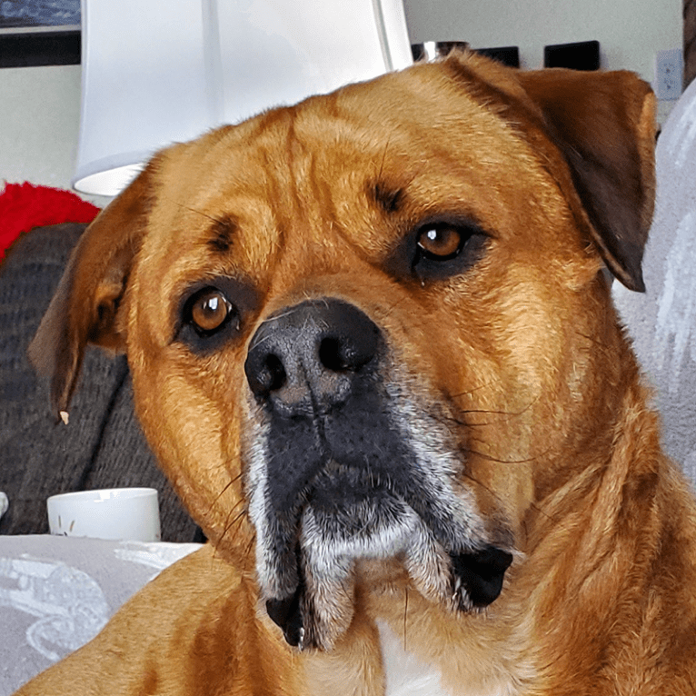 Ned, an American Bulldog and Rottweiler mix tested with EmbarkVet.com