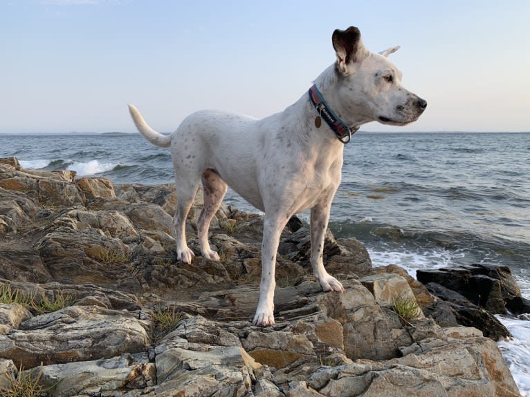 Kusi, a Boxer and German Shepherd Dog mix tested with EmbarkVet.com