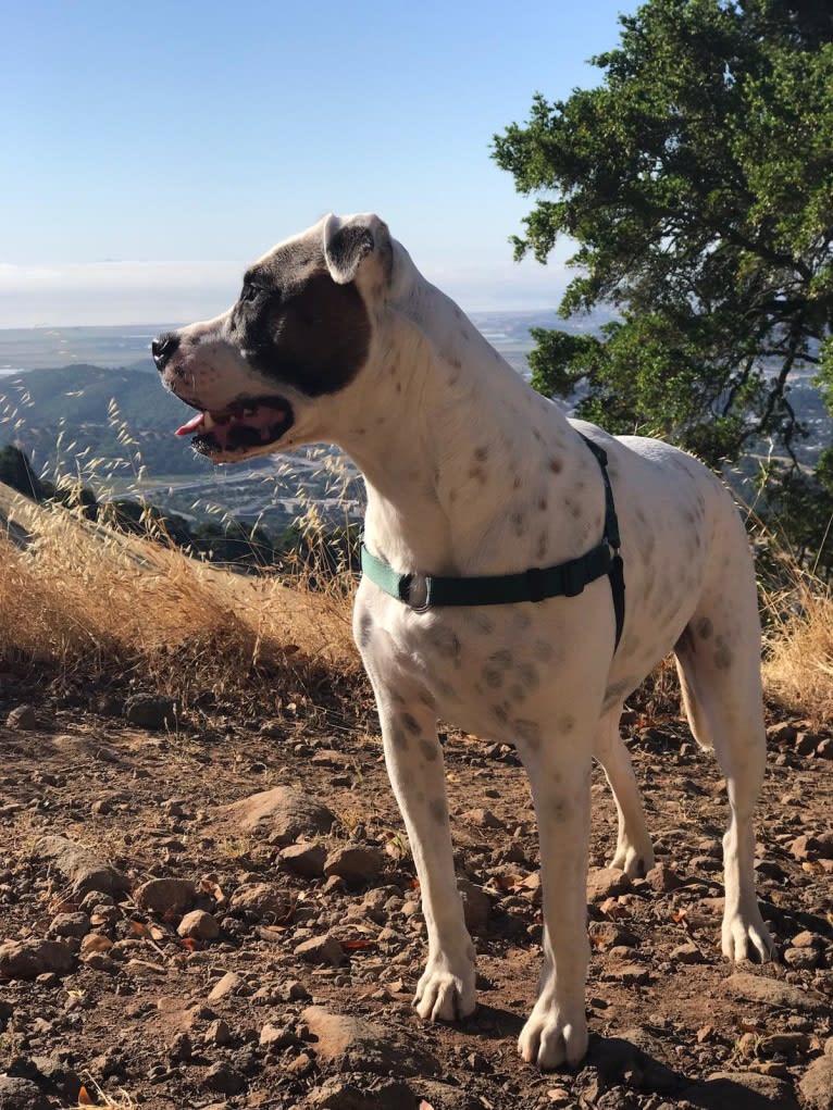 Aubin, an American Bulldog and Brittany mix tested with EmbarkVet.com