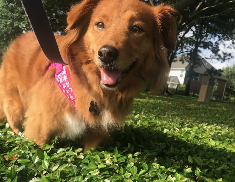 Bailey, a Golden Retriever and Australian Cattle Dog mix tested with EmbarkVet.com
