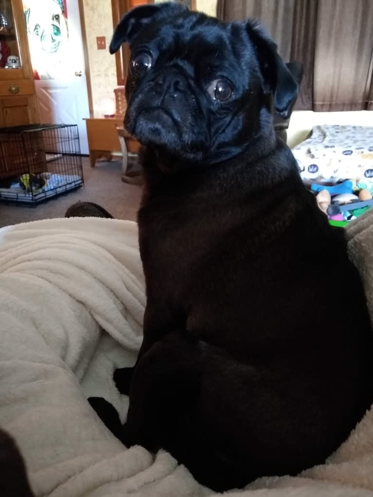 Princess Ebony, a Pug tested with EmbarkVet.com