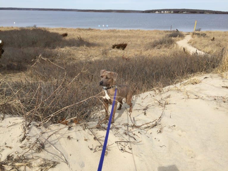 Buddy, a Beagle and German Shepherd Dog mix tested with EmbarkVet.com