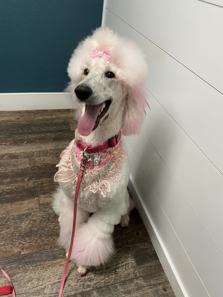 Fancy Chanel Mademoiselle, a Poodle (Standard) tested with EmbarkVet.com