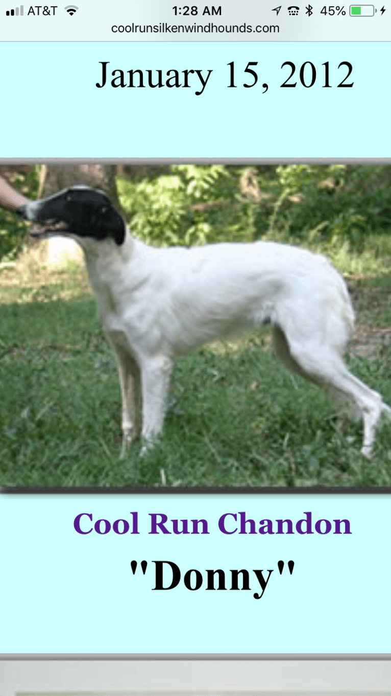 Cool Run Chandon, a Silken Windhound tested with EmbarkVet.com