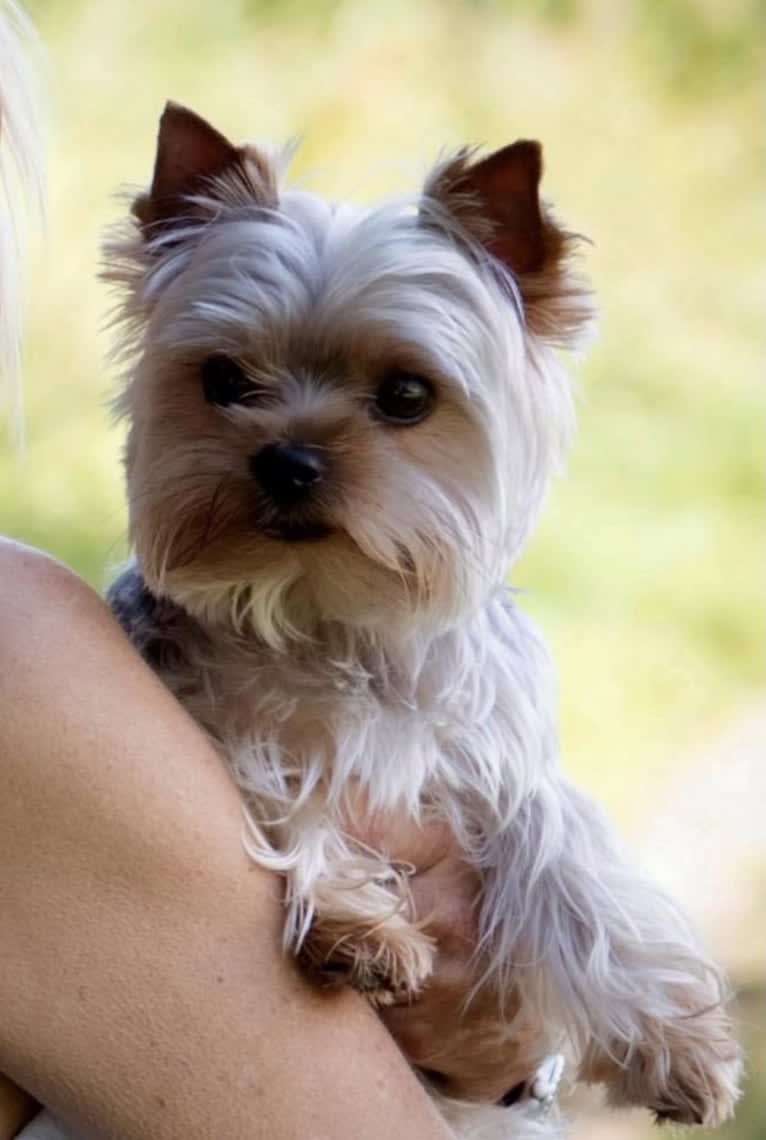 Boo, a Yorkshire Terrier tested with EmbarkVet.com