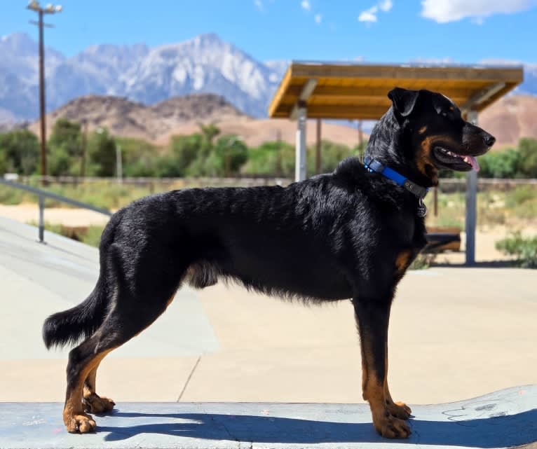 Thanos le Coeur Pur S CA SD-A-SP SDN TT, a Beauceron tested with EmbarkVet.com