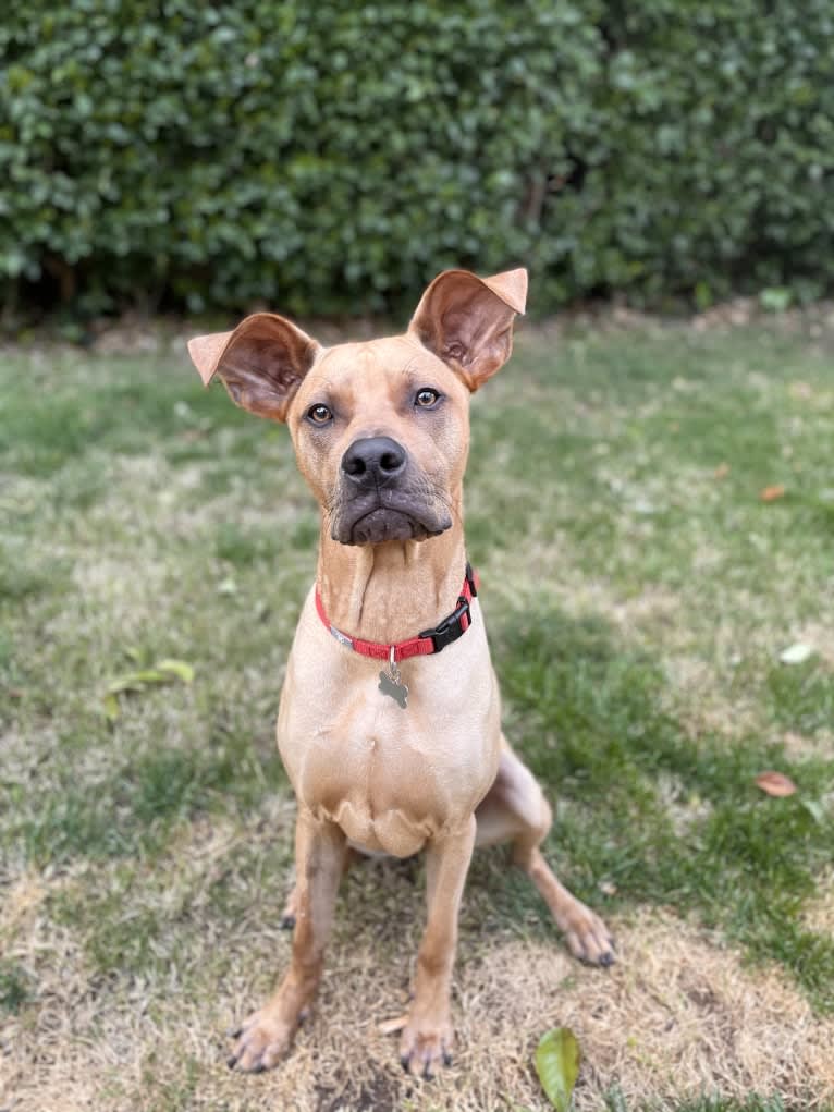 Wally, an American Pit Bull Terrier and German Shepherd Dog mix tested with EmbarkVet.com