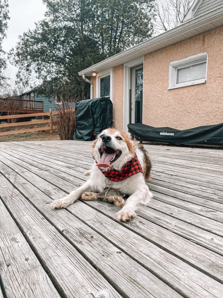 Beau, a Border Collie and Australian Cattle Dog mix tested with EmbarkVet.com