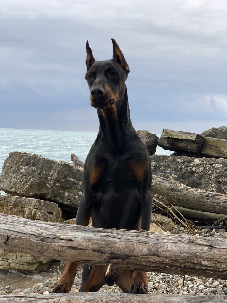 South Paw’s Nhaga, a Doberman Pinscher tested with EmbarkVet.com