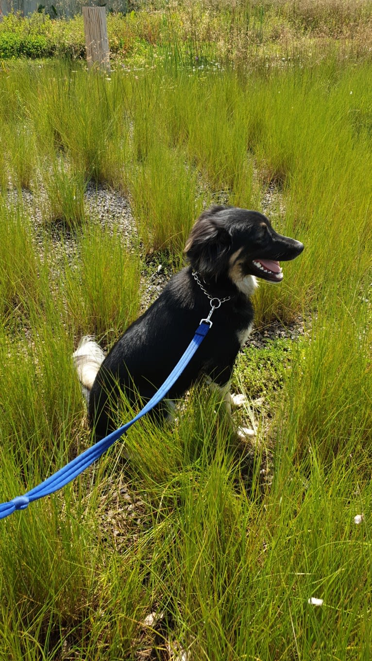 Baloo, an Arabian Village Dog tested with EmbarkVet.com