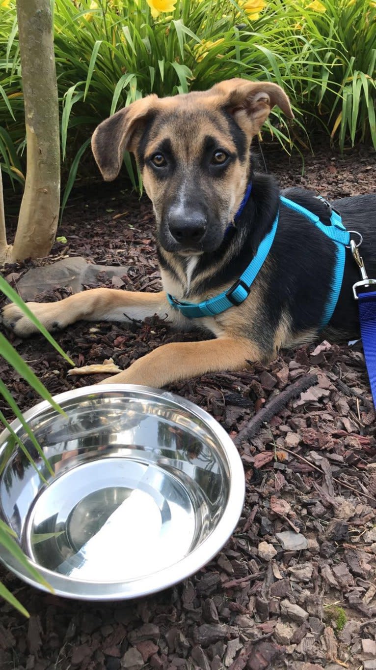 Riley, a German Shepherd Dog and American Pit Bull Terrier mix tested with EmbarkVet.com