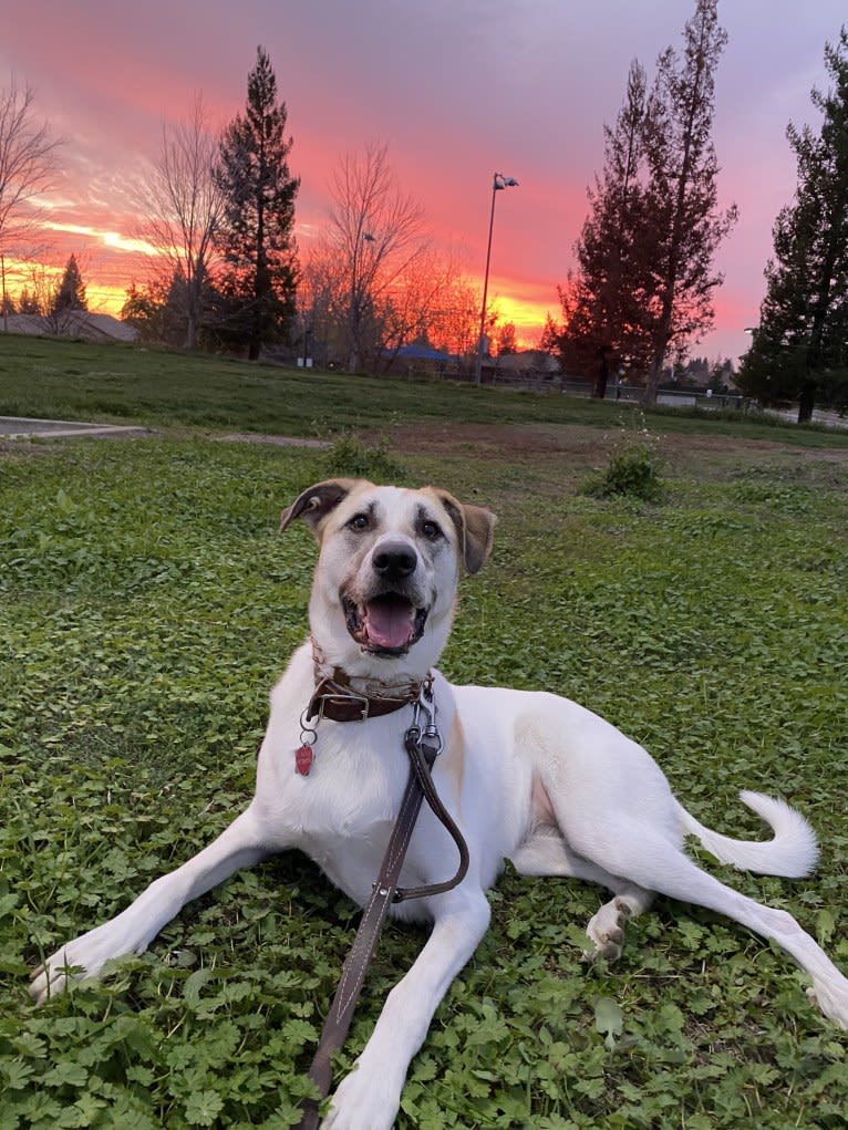 Callie, a Great Pyrenees and German Shepherd Dog mix tested with EmbarkVet.com