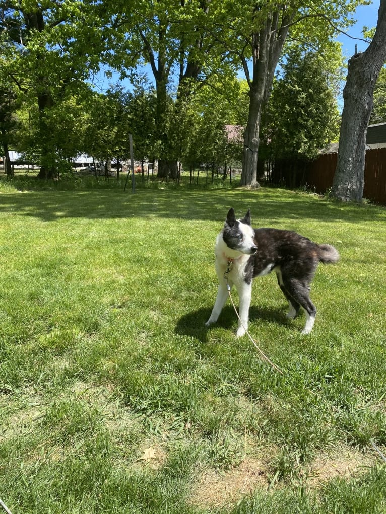 Eli, a Karelian Bear Dog tested with EmbarkVet.com