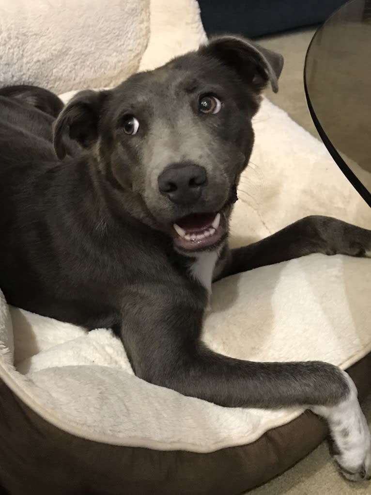 Pepper, a Chow Chow and American Pit Bull Terrier mix tested with EmbarkVet.com